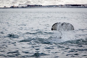 DECOUVERTE DE L’ISLANDE 