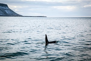DECOUVERTE DE L’ISLANDE 