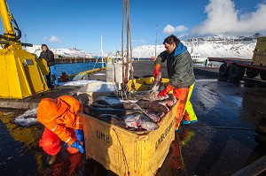 DECOUVERTE DE L’ISLANDE 