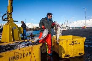 DECOUVERTE DE L’ISLANDE 