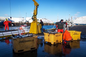 DECOUVERTE DE L’ISLANDE 