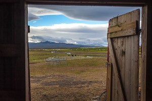 ELEVAGE DE CHEVAUX ISLANDAIS, ISLANDE, EUROPE 