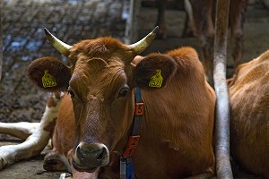ELEVAGE, AGRICULTURE EN ISLANDE, EUROPE