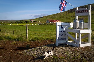 FROMAGES ET PRODUITS LAITIERS ISLANDAIS, ISLANDE, EUROPE 