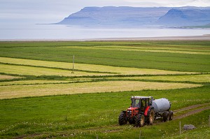FERME, AGRICULTURE EN ISLANDE, EUROPE 