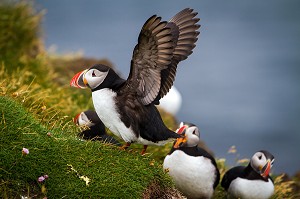 OISEAUX, FAUNE D’ISLANDE, EUROPE 