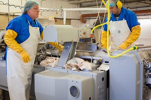 INDUSTRIE DU POISSON, ISLANDE, EUROPE 