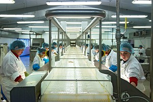 INDUSTRIE DU POISSON, ISLANDE, EUROPE 