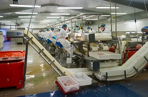 INDUSTRIE DU POISSON, ISLANDE, EUROPE 