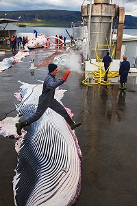 CHASSE A LA BALEINE EN ISLANDE, EUROPE 