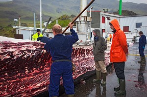 CHASSE A LA BALEINE EN ISLANDE, EUROPE 