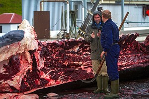 CHASSE A LA BALEINE EN ISLANDE, EUROPE 