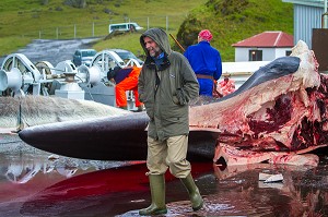 CHASSE A LA BALEINE EN ISLANDE, EUROPE 