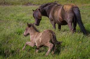 ELEVAGE DE CHEVAUX ISLANDAIS, ISLANDE, EUROPE 