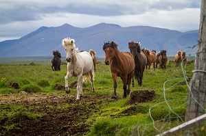 ELEVAGE DE CHEVAUX ISLANDAIS, ISLANDE, EUROPE 