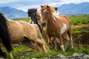 ELEVAGE DE CHEVAUX ISLANDAIS, ISLANDE, EUROPE 