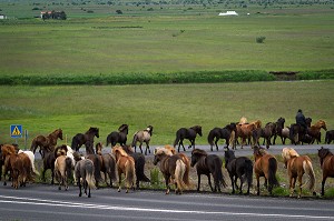 ELEVAGE DE CHEVAUX ISLANDAIS, ISLANDE, EUROPE 