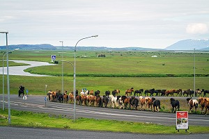 ELEVAGE DE CHEVAUX ISLANDAIS, ISLANDE, EUROPE