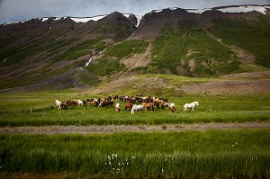 ELEVAGE DE CHEVAUX ISLANDAIS, ISLANDE, EUROPE 