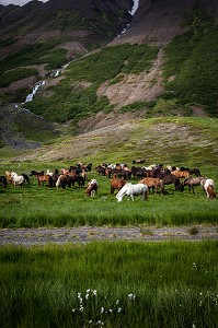 ELEVAGE DE CHEVAUX ISLANDAIS, ISLANDE, EUROPE 