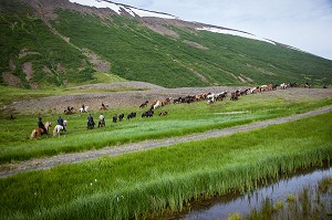 ELEVAGE DE CHEVAUX ISLANDAIS, ISLANDE, EUROPE 