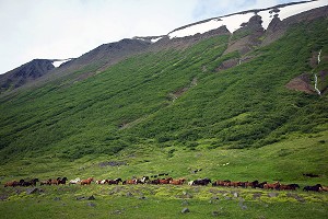 ELEVAGE DE CHEVAUX ISLANDAIS, ISLANDE, EUROPE