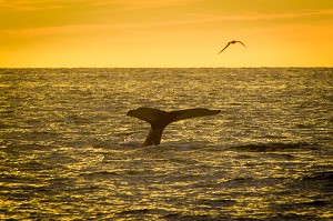 OBSERVATION DES BALEINES EN ISLANDE, EUROPE 