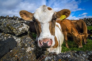 ELEVAGE, AGRICULTURE EN ISLANDE, EUROPE