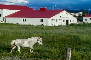 ELEVAGE DE CHEVAUX ISLANDAIS, ISLANDE, EUROPE 