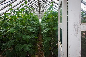 AGRICULTURE ET GEOTHERMIE, ISLANDE, EUROPE 