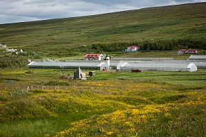 AGRICULTURE ET GEOTHERMIE, ISLANDE, EUROPE 