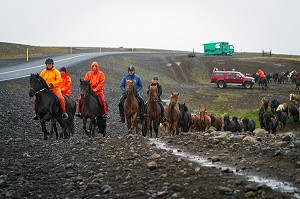 ELEVAGE DE CHEVAUX ISLANDAIS, ISLANDE, EUROPE 