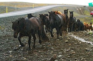 ELEVAGE DE CHEVAUX ISLANDAIS, ISLANDE, EUROPE 