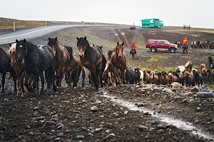 ELEVAGE DE CHEVAUX ISLANDAIS, ISLANDE, EUROPE 