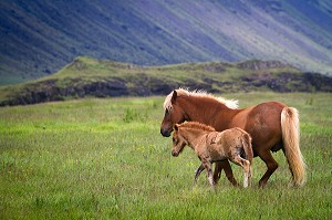 ELEVAGE DE CHEVAUX ISLANDAIS, ISLANDE, EUROPE 