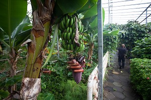 AGRICULTURE ET GEOTHERMIE, ISLANDE, EUROPE 