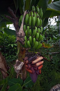 AGRICULTURE ET GEOTHERMIE, ISLANDE, EUROPE 