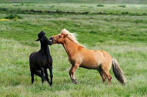 ELEVAGE DE CHEVAUX ISLANDAIS, ISLANDE, EUROPE 