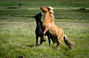 ELEVAGE DE CHEVAUX ISLANDAIS, ISLANDE, EUROPE 