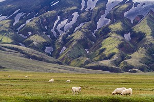 ZONE GEOTHERMIQUE DU LANDMANNALAUGAR, ISLANDE, EUROPE 