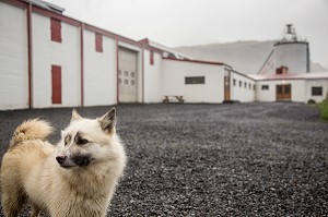 VOYAGE EN ISLANDE, EUROPE 