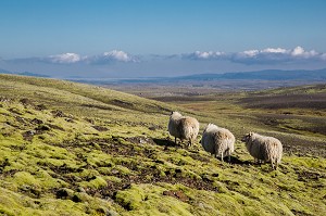 VOYAGE EN ISLANDE, EUROPE 