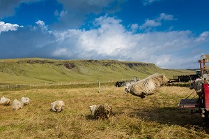 VOYAGE EN ISLANDE, EUROPE 