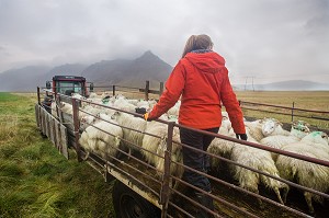 VOYAGE EN ISLANDE, EUROPE 