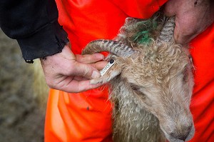 VOYAGE EN ISLANDE, EUROPE 