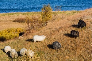 VOYAGE EN ISLANDE, EUROPE 