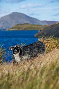 VOYAGE EN ISLANDE, EUROPE 