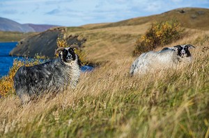 VOYAGE EN ISLANDE, EUROPE 
