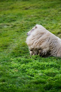 VOYAGE EN ISLANDE, EUROPE 