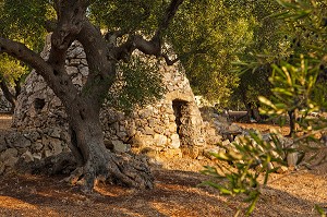 ABRI EN PIERRE AU MILIEU D'UN CHAMP D'OLIVIERS, CULTURE DE L'OLIVE, LES POUILLES, ITALIE 